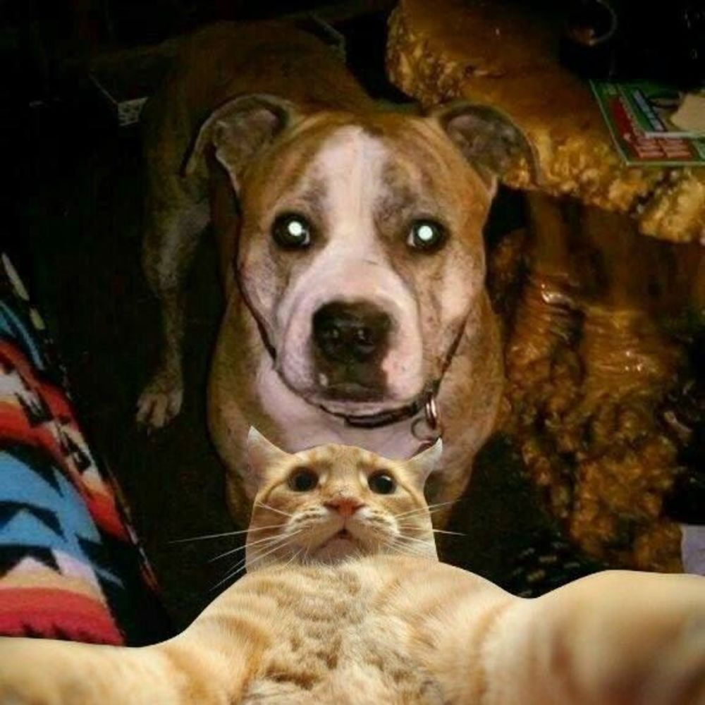 Meet your Posher, Sharey